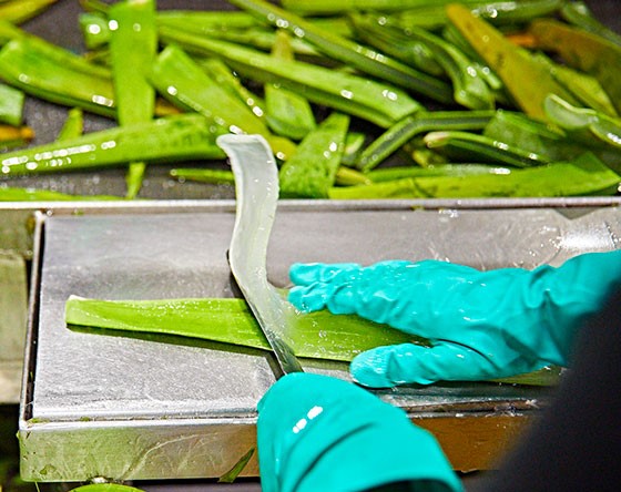 Forever Living Leskovac Aloe Vera