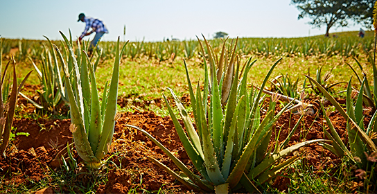 Forever Living Leskovac Aloe Vera